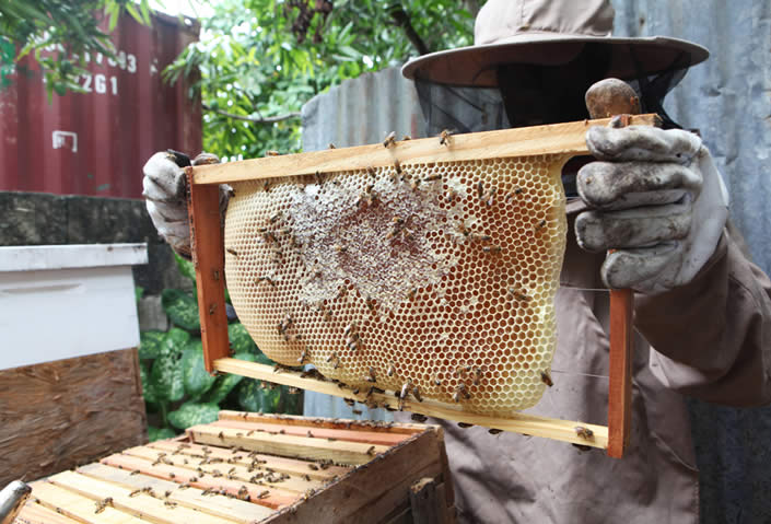 Donors Buzzing to Build Bee Farms in Jamaica