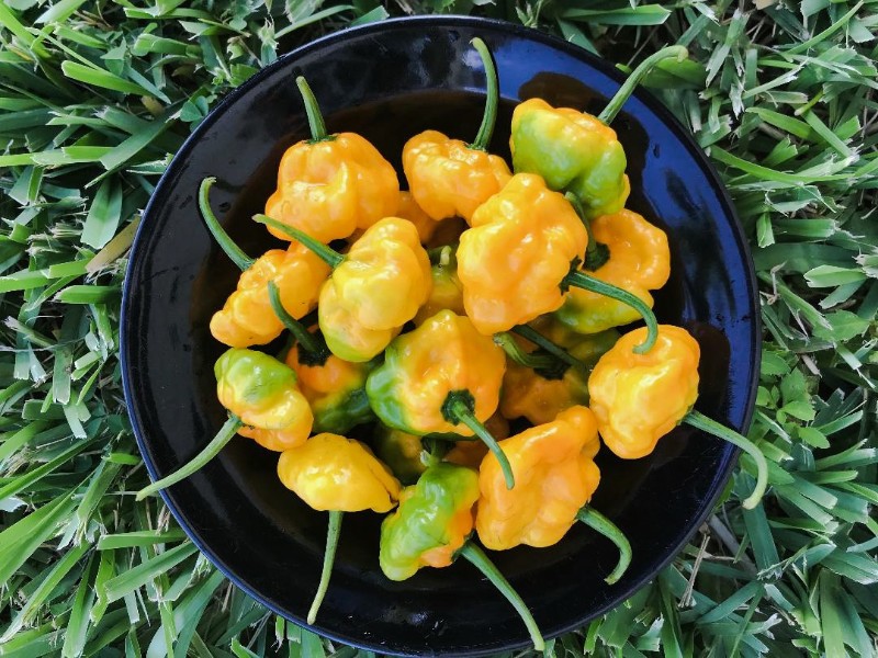 Tips on Cooking with Scotch Bonnet Pepper - Photo by Xavier Murphy