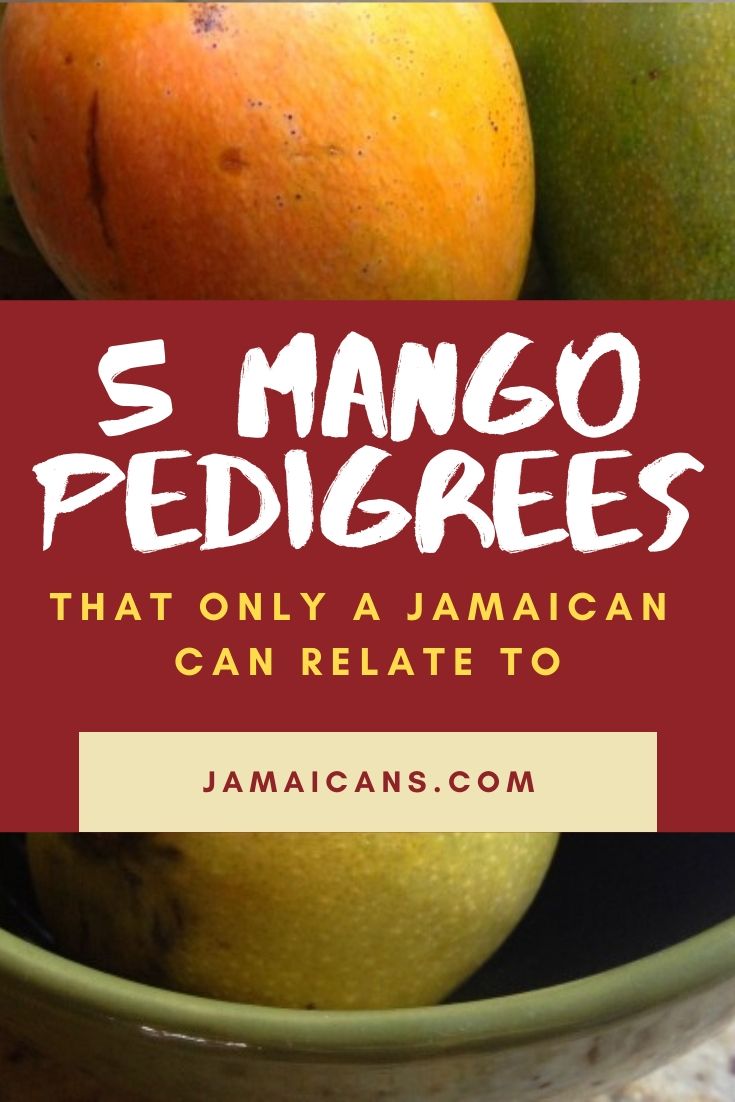 The 5 Mango Pedigrees That Only a Jamaican Can Relate To pm
