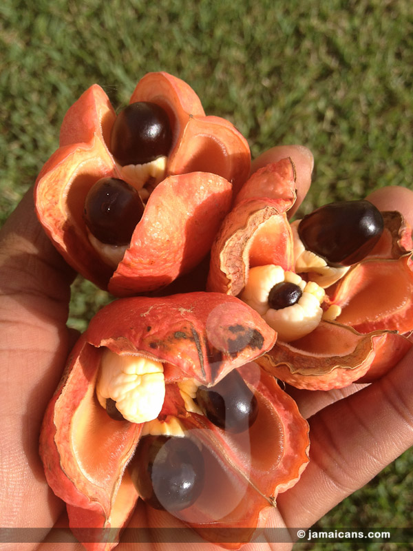 ackee pods