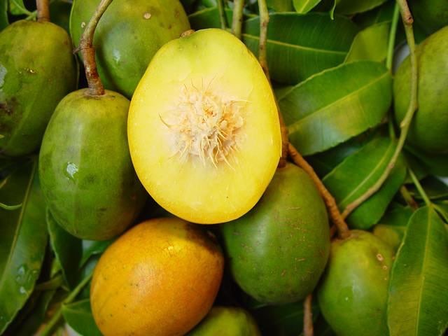 Fruits Jamaicans Love - June Plum