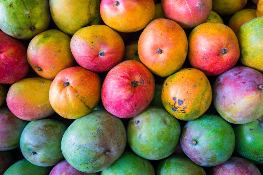 Jamaica to Increase Shipment of Mangoes  to USA and Other Countries