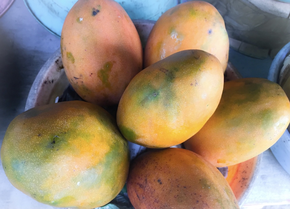 New York to Get its First Shipment of East Indian and Julie Mangoes from Jamaica