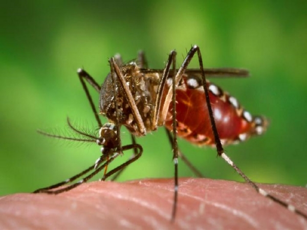 Jamaica Zika Mosquito