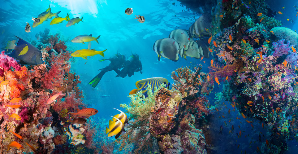 Diving Website Names Top 5 Jamaican Dive Sites