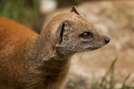 Jamaican mongoose