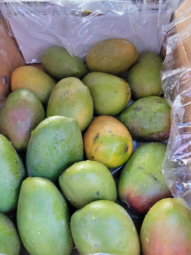 Jamaican East Indian and Julie Mangoes Now Available in South Florida 1