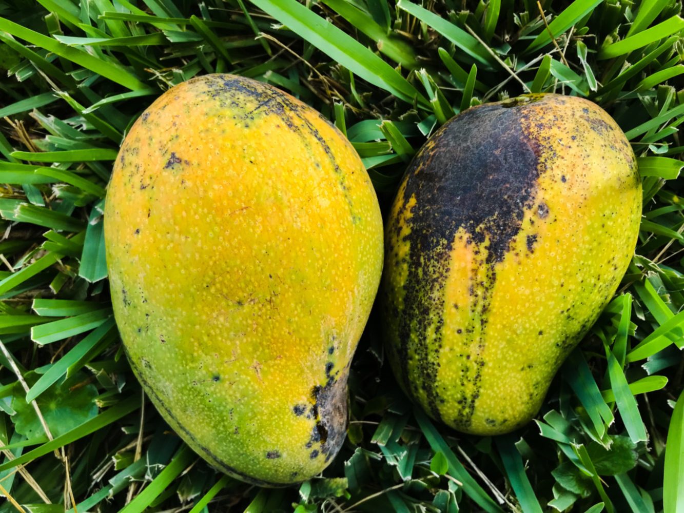 Julie East Indian Jamaican Mangoes to be Exported to the United States Mango