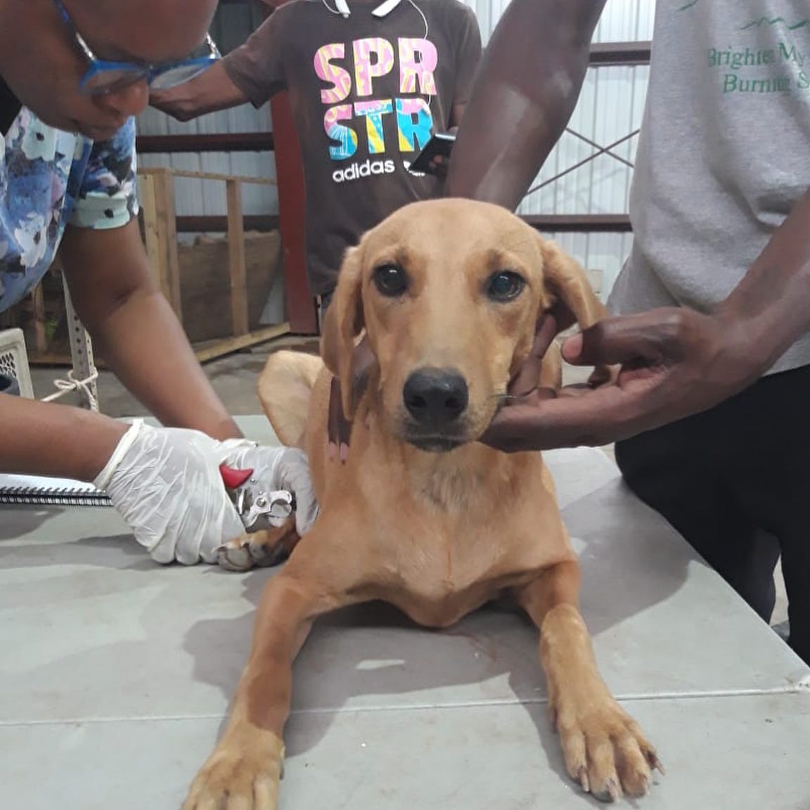 Over 100 Jamaican Dogs Flown to Canada for Adoption 3