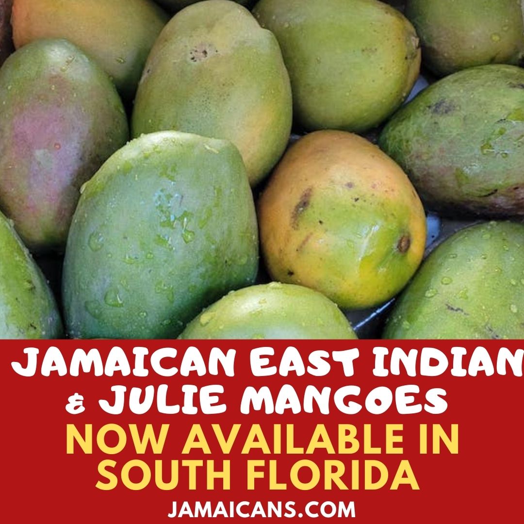 Jamaican East Indian and Julie Mangoes Now Available in South Florida PIN